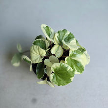 Load image into Gallery viewer, #992 Farfugium Japonicum 'Argenteum'