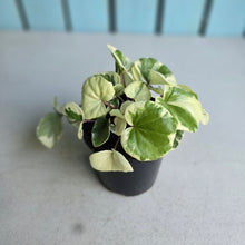Load image into Gallery viewer, #992 Farfugium Japonicum 'Argenteum'
