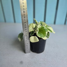 Load image into Gallery viewer, #992 Farfugium Japonicum 'Argenteum'