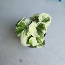Load image into Gallery viewer, #992 Farfugium Japonicum 'Argenteum'