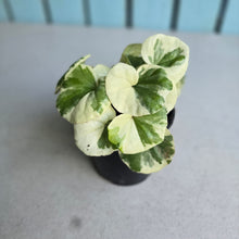 Load image into Gallery viewer, #992 Farfugium Japonicum 'Argenteum'