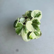 Load image into Gallery viewer, #992 Farfugium Japonicum 'Argenteum'