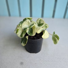Load image into Gallery viewer, #992 Farfugium Japonicum 'Argenteum'