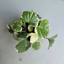 Load image into Gallery viewer, #H107 Farfugium Japonicum 'Argenteum'