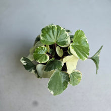 Load image into Gallery viewer, #H107 Farfugium Japonicum 'Argenteum'