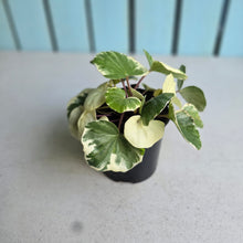Load image into Gallery viewer, #H107 Farfugium Japonicum 'Argenteum'