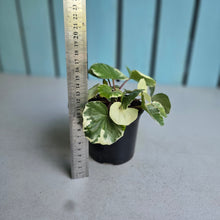 Load image into Gallery viewer, #H107 Farfugium Japonicum 'Argenteum'