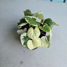 Load image into Gallery viewer, #H107 Farfugium Japonicum 'Argenteum'