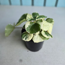 Load image into Gallery viewer, #H107 Farfugium Japonicum 'Argenteum'
