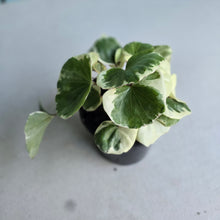 Load image into Gallery viewer, #H107 Farfugium Japonicum 'Argenteum'
