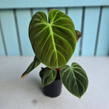 Load image into Gallery viewer, #161 Philodendron El Choco