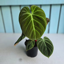 Load image into Gallery viewer, #161 Philodendron El Choco