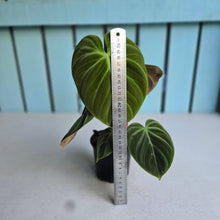 Load image into Gallery viewer, #161 Philodendron El Choco