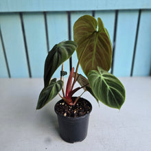 Load image into Gallery viewer, #161 Philodendron El Choco