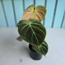 Load image into Gallery viewer, #161 Philodendron El Choco