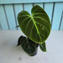 Load image into Gallery viewer, #B103 Philodendron El Choco