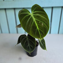 Load image into Gallery viewer, #B103 Philodendron El Choco