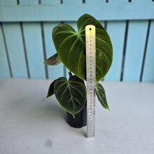Load image into Gallery viewer, #B103 Philodendron El Choco