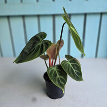 Load image into Gallery viewer, #B103 Philodendron El Choco