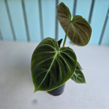 Load image into Gallery viewer, #B103 Philodendron El Choco