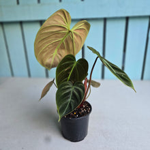 Load image into Gallery viewer, #B103 Philodendron El Choco