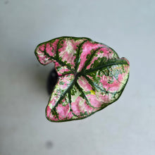 Load image into Gallery viewer, #W24 Caladium Purple Light