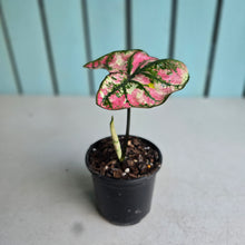 Load image into Gallery viewer, #W24 Caladium Purple Light