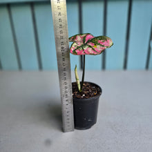 Load image into Gallery viewer, #W24 Caladium Purple Light