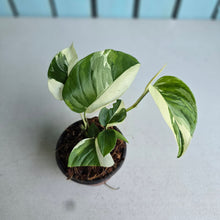 Load image into Gallery viewer, #H102 Albo Variegated Monstera Laniata
