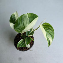 Load image into Gallery viewer, #H102 Albo Variegated Monstera Laniata