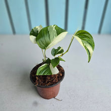 Load image into Gallery viewer, #H102 Albo Variegated Monstera Laniata