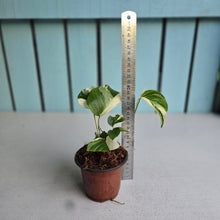 Load image into Gallery viewer, #H102 Albo Variegated Monstera Laniata