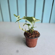 Load image into Gallery viewer, #H102 Albo Variegated Monstera Laniata