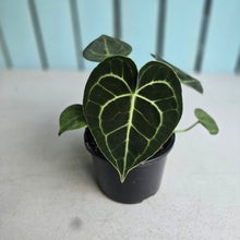 Load image into Gallery viewer, #D69 Anthurium Clarinervium