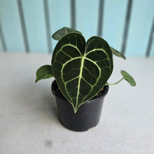 Load image into Gallery viewer, #D69 Anthurium Clarinervium