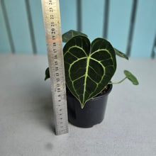 Load image into Gallery viewer, #D69 Anthurium Clarinervium