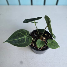 Load image into Gallery viewer, #D69 Anthurium Clarinervium