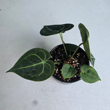 Load image into Gallery viewer, #D69 Anthurium Clarinervium