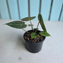 Load image into Gallery viewer, #D69 Anthurium Clarinervium