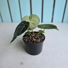 Load image into Gallery viewer, #D69 Anthurium Clarinervium
