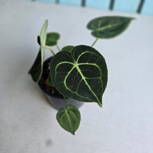 Load image into Gallery viewer, #D69 Anthurium Clarinervium