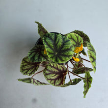 Load image into Gallery viewer, #RJ Begonia Quadrialata Ssp. Nimbaensis