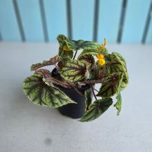 Load image into Gallery viewer, #RJ Begonia Quadrialata Ssp. Nimbaensis