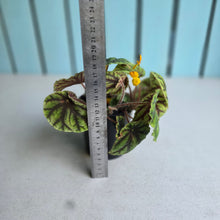 Load image into Gallery viewer, #RJ Begonia Quadrialata Ssp. Nimbaensis