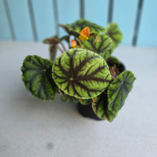 Load image into Gallery viewer, #RJ Begonia Quadrialata Ssp. Nimbaensis