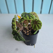 Load image into Gallery viewer, #RJ Begonia Quadrialata Ssp. Nimbaensis