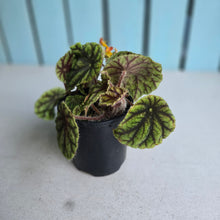 Load image into Gallery viewer, #RA16 Begonia Quadrialata Ssp. Nimbaensis