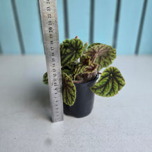 Load image into Gallery viewer, #RA16 Begonia Quadrialata Ssp. Nimbaensis