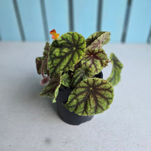 Load image into Gallery viewer, #RA16 Begonia Quadrialata Ssp. Nimbaensis
