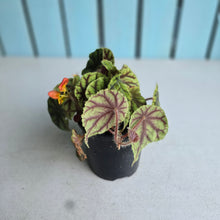 Load image into Gallery viewer, #RA16 Begonia Quadrialata Ssp. Nimbaensis